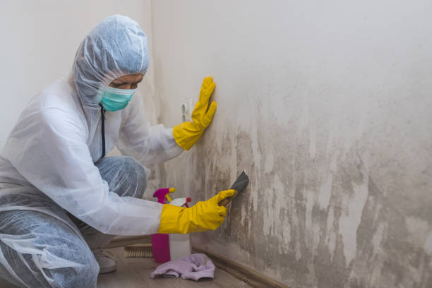 Best Commercial Mold Removal  in Cimarron, KS