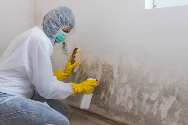 Best Emergency Mold Removal  in Cimarron, KS