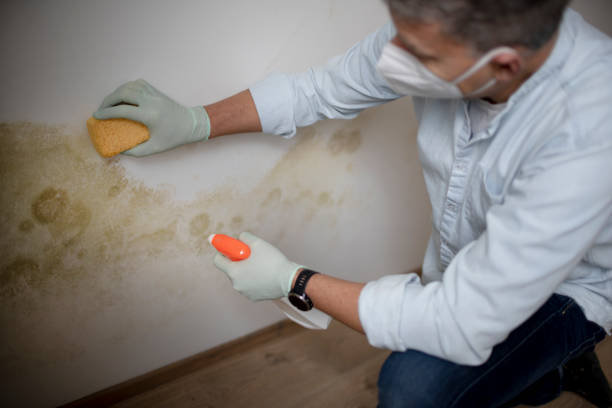 Best Home Mold Removal  in Cimarron, KS