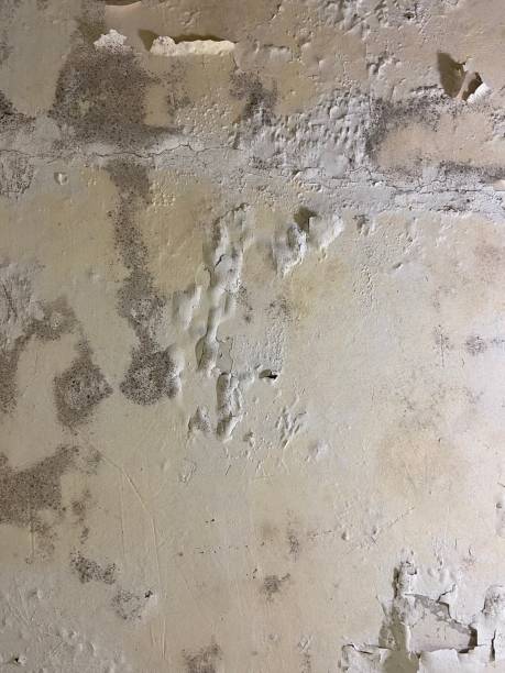 Best Mold Removal Near Me  in Cimarron, KS