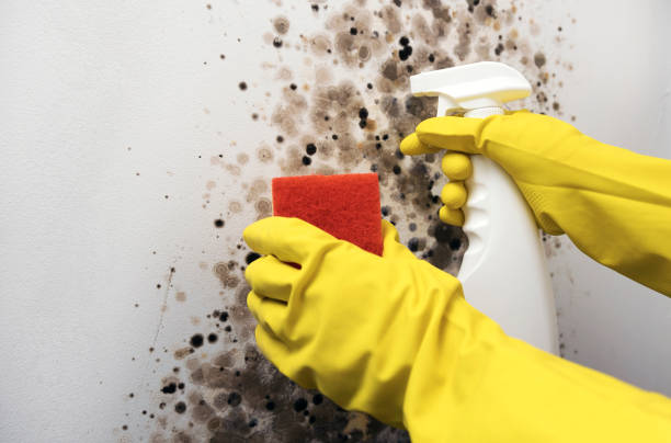 Mold Testing and Removal in Cimarron, KS
