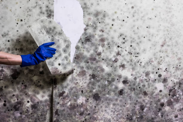 Trusted Cimarron, KS Mold Removal Experts